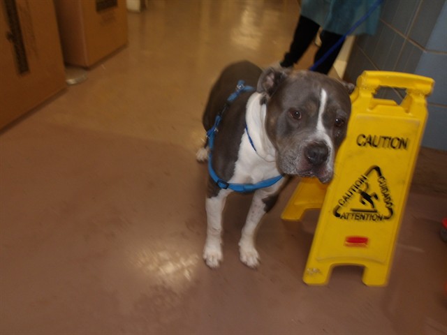 American Pit Bull Terrier at Chicago Animal Care and Control
