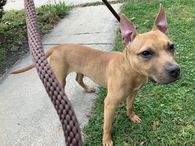 American Pit Bull Terrier at Chicago Animal Care and Control