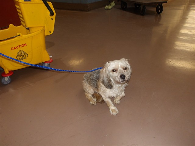 Yorkshire Terrier at Chicago Animal Care and Control