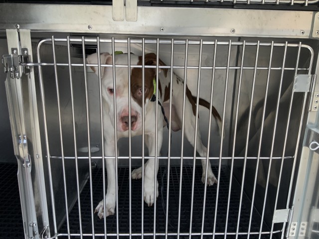 American Pit Bull Terrier at Chicago Animal Care and Control
