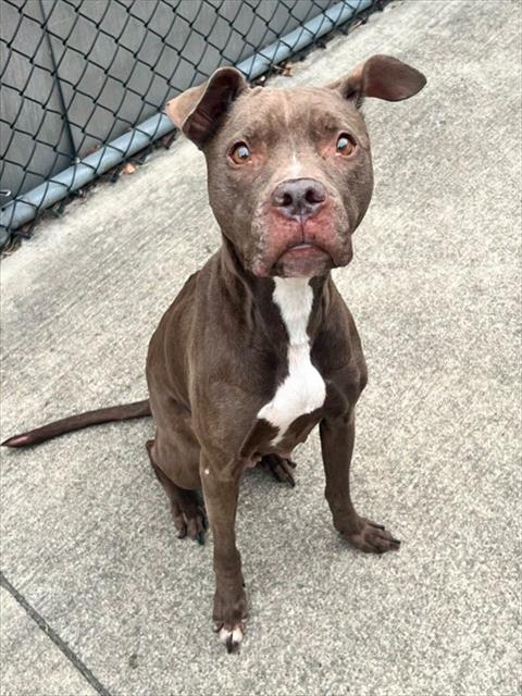 Helga at Chicago Animal Care and Control