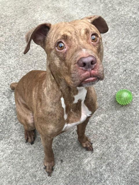 Maura at Chicago Animal Care and Control