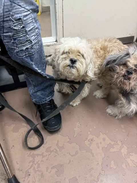 Dog A323621 at Chicago Animal Care and Control