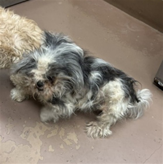 Dog A323622 at Chicago Animal Care and Control