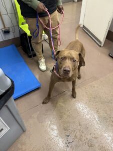 Apollo, adoptable Labrador Retriever at Chicago Animal Care and Control