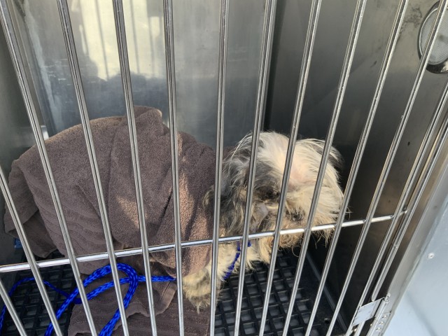 Shih Tzu at Chicago Animal Care and Control