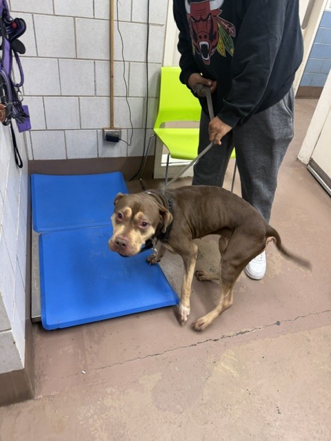 Trowbridge at Chicago Animal Care and Control