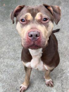 Raffia, adoptable American Pit Bull Terrier at Chicago Animal Care and Control