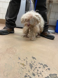 Dog A323642 at Chicago Animal Care and Control