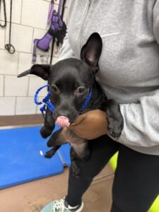 Joy, adoptable American Pit Bull Terrier / Bull Terrier / Chihuahua at Chicago Animal Care and Control