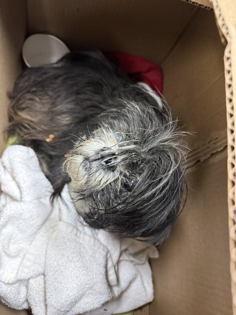 Shih Tzu at Chicago Animal Care and Control