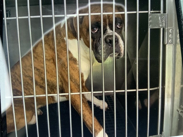 Boxer at Chicago Animal Care and Control