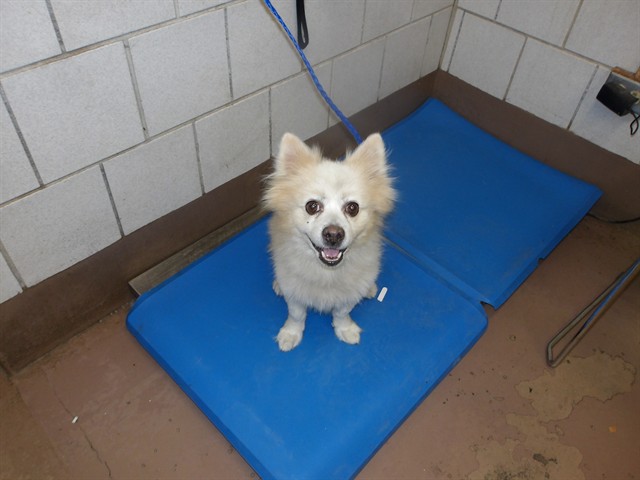 Pomeranian at Chicago Animal Care and Control