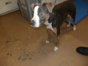 Broly-napolean, adoptable Doberman Pinscher at Chicago Animal Care and Control