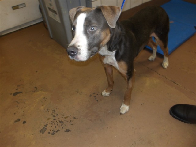 Broly-napolean at Chicago Animal Care and Control