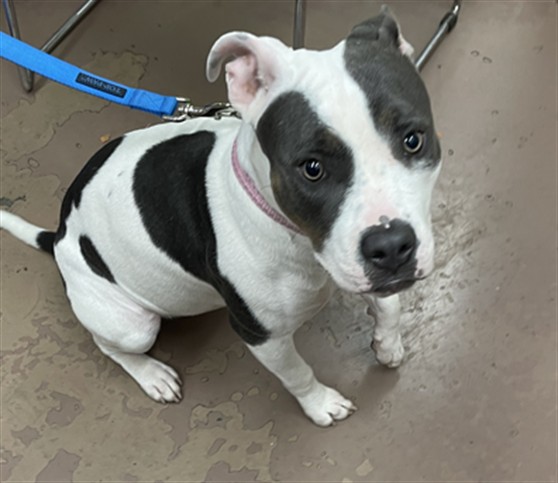 American Pit Bull Terrier at Chicago Animal Care and Control