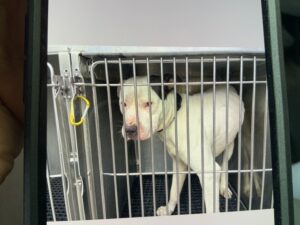 Ghost, adoptable American Pit Bull Terrier at Chicago Animal Care and Control