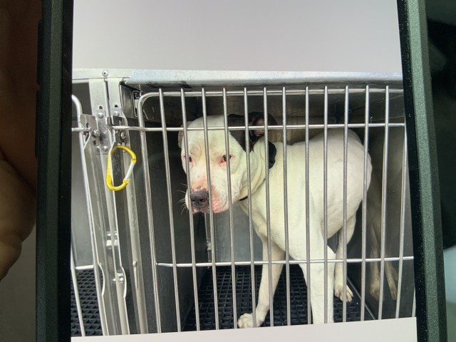 American Pit Bull Terrier at Chicago Animal Care and Control