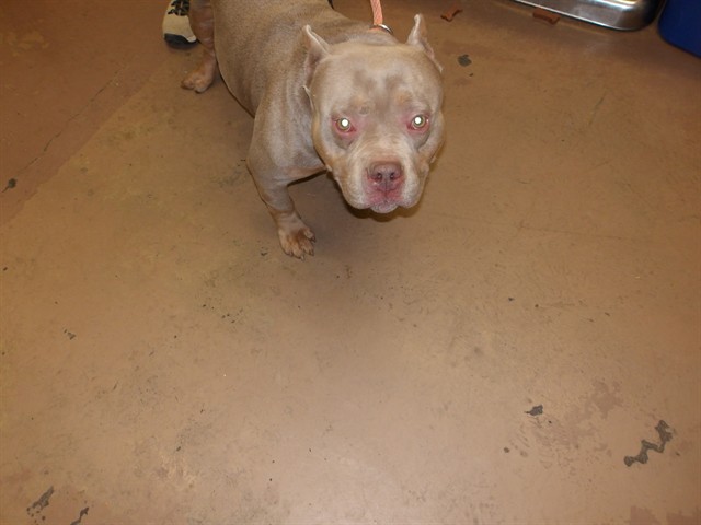 American Pit Bull Terrier at Chicago Animal Care and Control