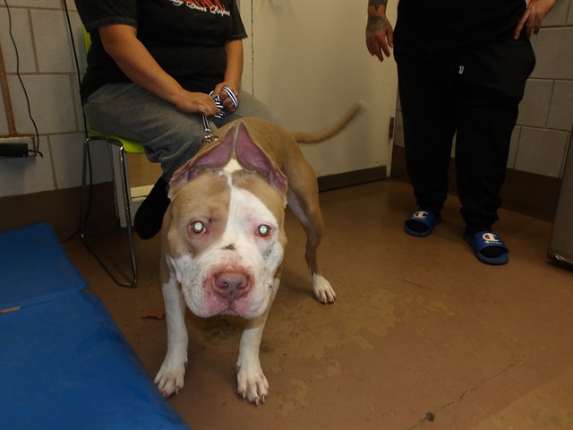 American Pit Bull Terrier at Chicago Animal Care and Control