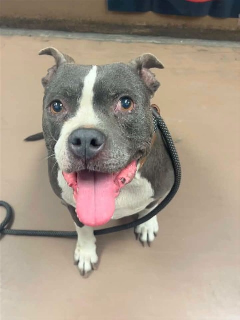 Mattie at Chicago Animal Care and Control