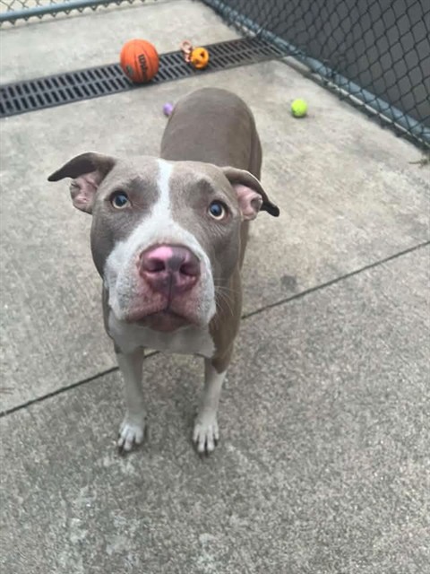 Sundae at Chicago Animal Care and Control