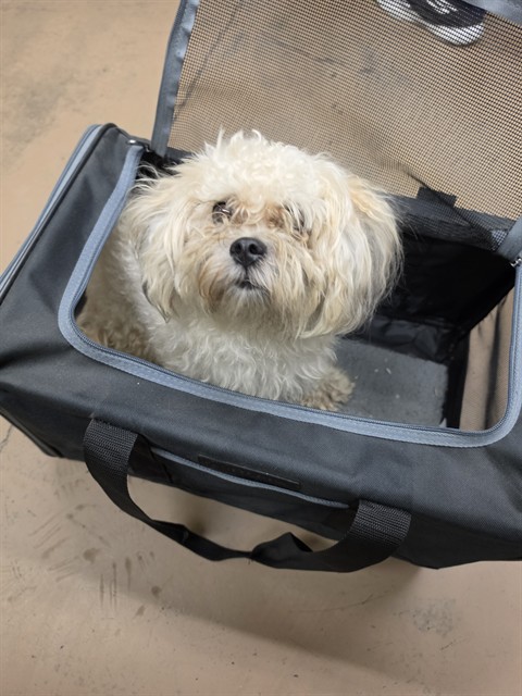 Poodle at Chicago Animal Care and Control