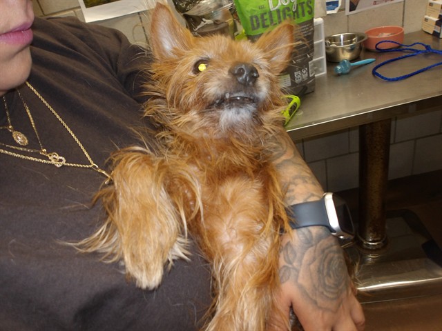 Yorkshire Terrier at Chicago Animal Care and Control