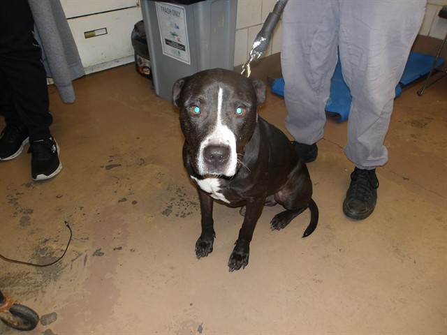 Keilo at Chicago Animal Care and Control