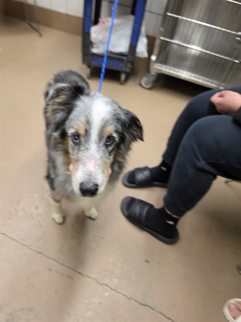 Australian Cattle Dog at Chicago Animal Care and Control