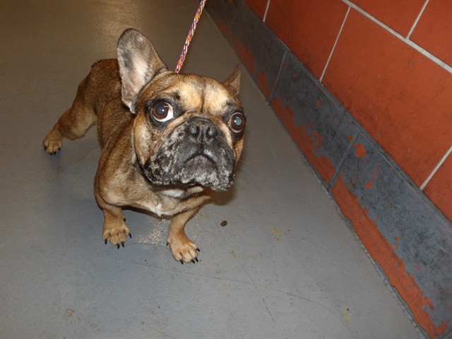 Bulldog at Chicago Animal Care and Control