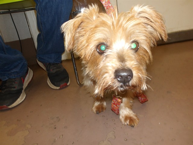 Yorkshire Terrier at Chicago Animal Care and Control