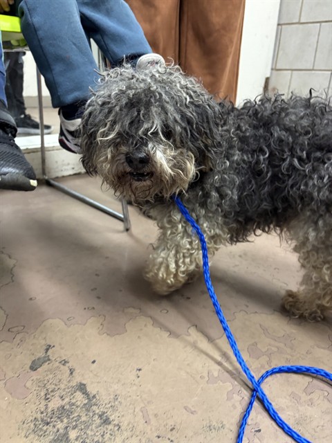 Poodle at Chicago Animal Care and Control