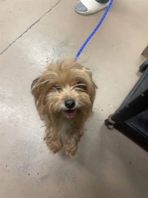 Yorkshire Terrier at Chicago Animal Care and Control