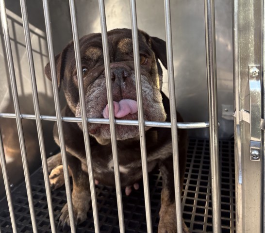 Bulldog at Chicago Animal Care and Control