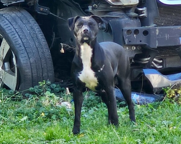 American Pit Bull Terrier at Chicago Animal Care and Control