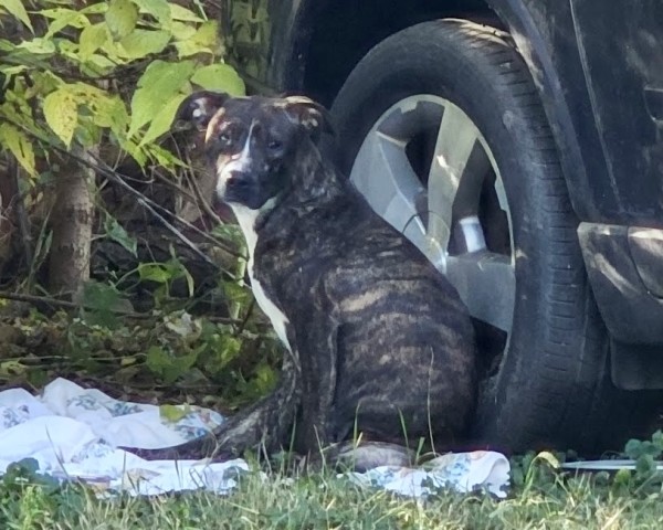 American Pit Bull Terrier at Chicago Animal Care and Control