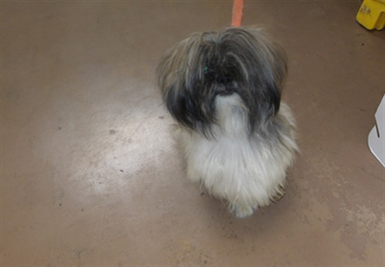 Shih Tzu at Chicago Animal Care and Control