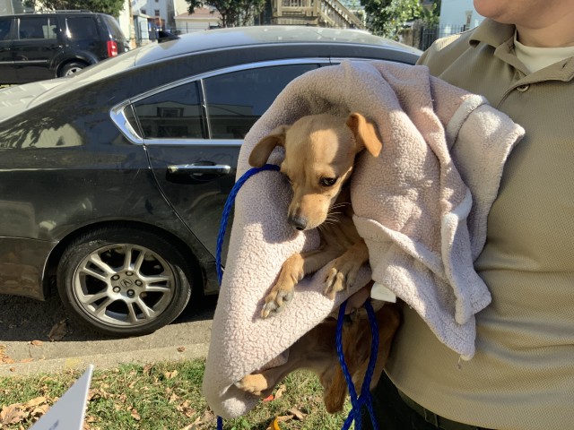 Chihuahua at Chicago Animal Care and Control