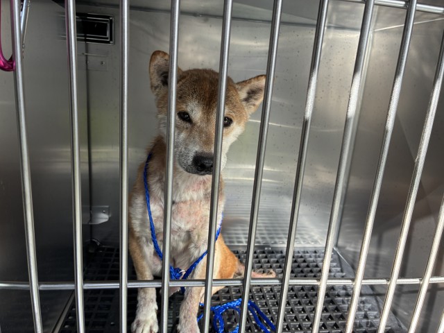 Dog A323738 at Chicago Animal Care and Control