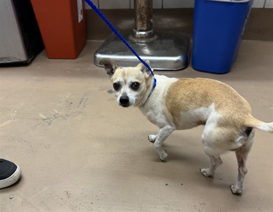 Chihuahua at Chicago Animal Care and Control