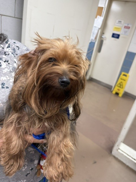Yorkshire Terrier at Chicago Animal Care and Control