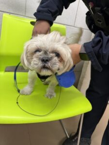 Sonny, adoptable Shih Tzu at Chicago Animal Care and Control
