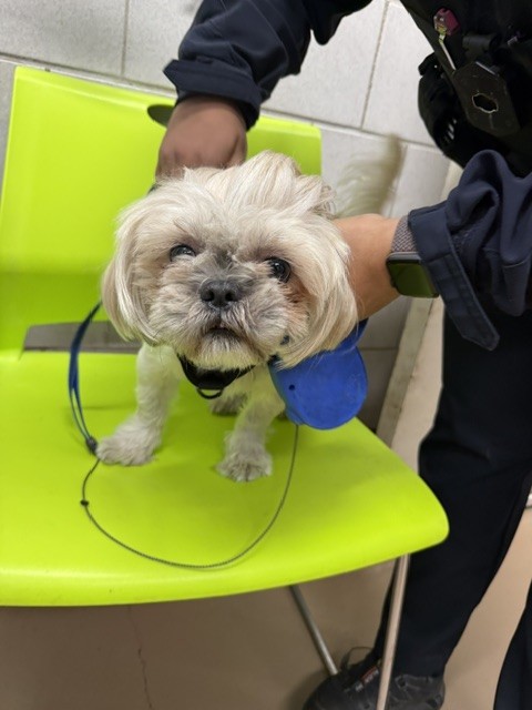 Sonny at Chicago Animal Care and Control