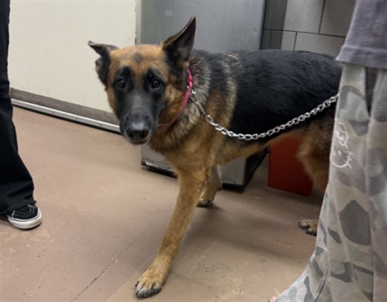 German Shepherd Dog at Chicago Animal Care and Control