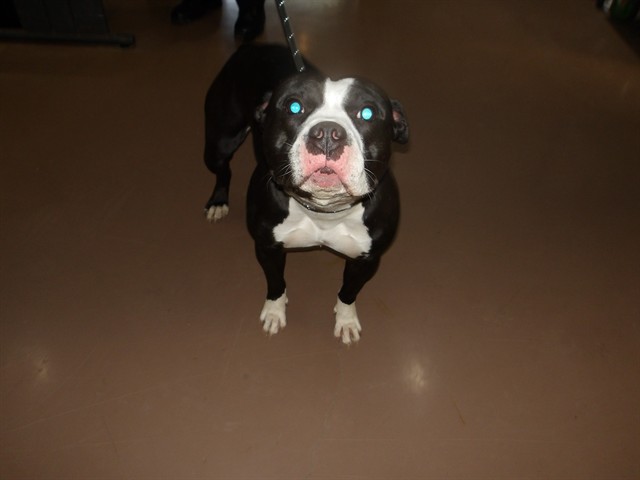 American Pit Bull Terrier at Chicago Animal Care and Control