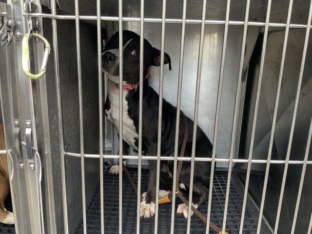 American Pit Bull Terrier at Chicago Animal Care and Control