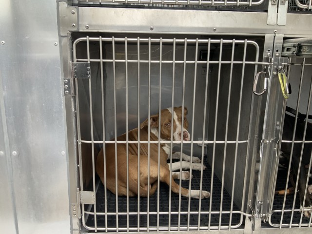 American Pit Bull Terrier at Chicago Animal Care and Control