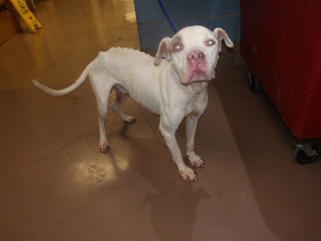 American Pit Bull Terrier at Chicago Animal Care and Control