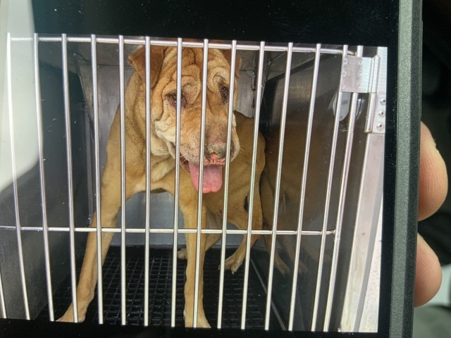 Dog A323783 at Chicago Animal Care and Control